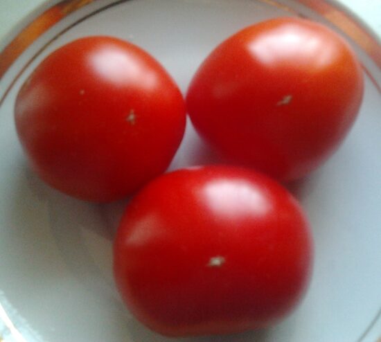 Монгольский Карлик